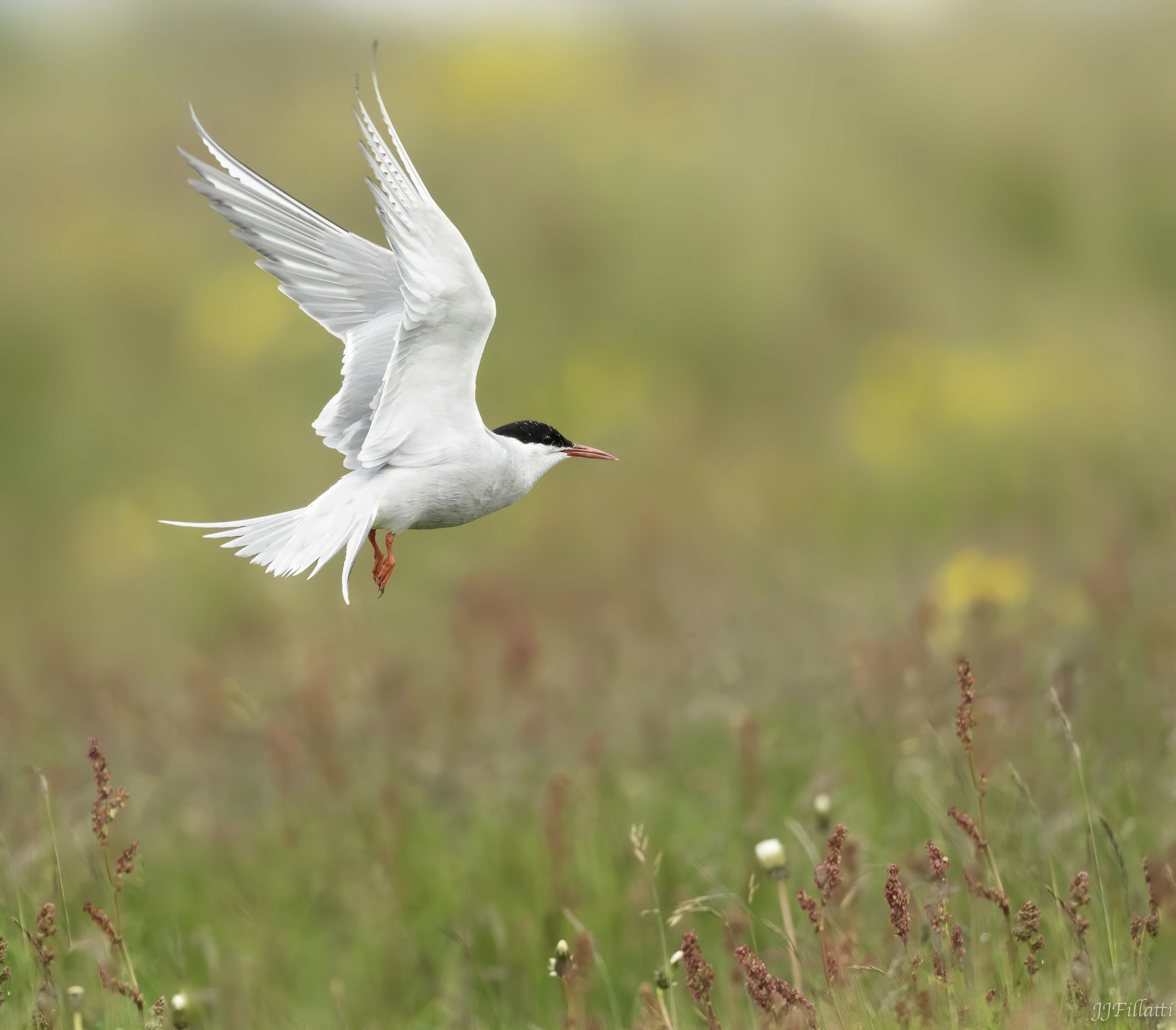 bird of iceland image 23